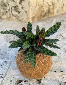 Calathea Lancifolia Kokedama