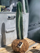 Load image into Gallery viewer, Cactus Cereus Peruvianus Kokedamas