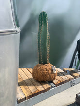 Load image into Gallery viewer, Cactus Cereus Peruvianus Kokedamas