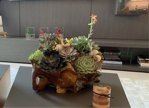 Succulent Garden in a Wood Pot