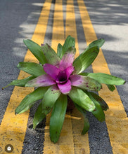 Load image into Gallery viewer, Bromelia Neoregelia Sibella Kokedama