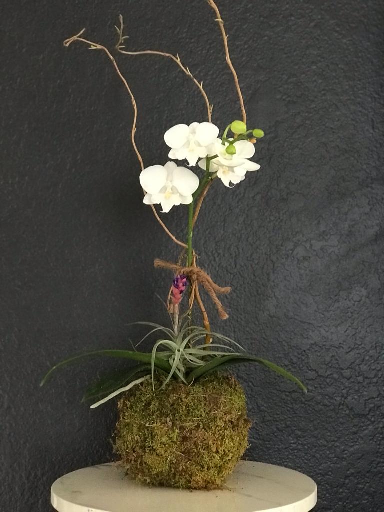 Kokedama orchid on sale