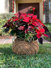 Load image into Gallery viewer, Poinsettia Plant Kokedama