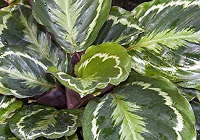 Calathea Medallion Plant Kokedama