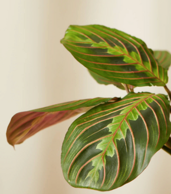 Red Prayer Plant Kokedama