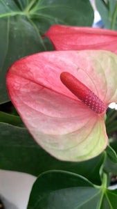 Anthurium Plant Kokedama / Anturio