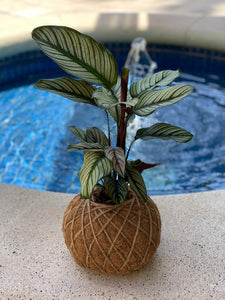 Calathea Majestica “White Star” Kokedama