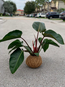 Congo red philodendron Kokedama