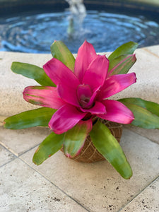 Bromelia Neoregelia Romance Kokedama