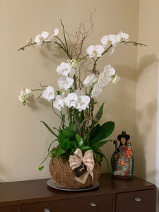 Orchids White Kokedama