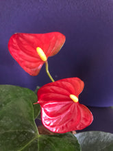 Load image into Gallery viewer, Anthurium Plant Kokedama / Anturio