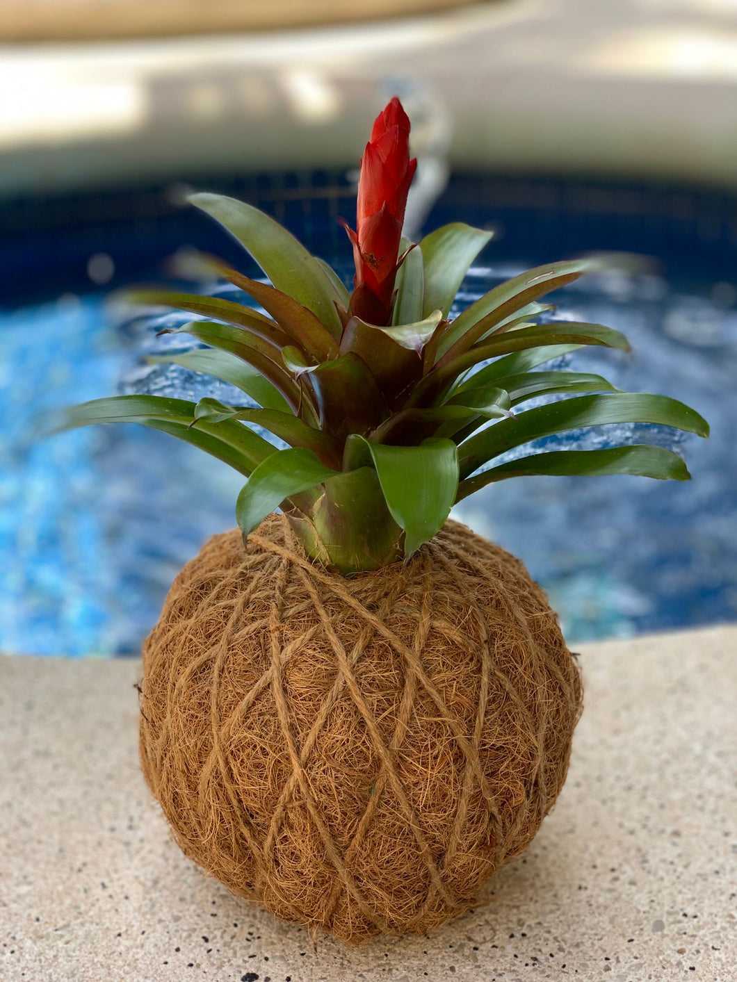 Bromeliad Kokedama