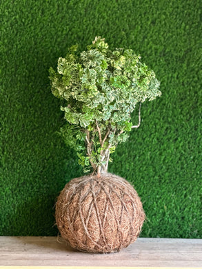 Ming Aralia Kokedama