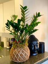 Load image into Gallery viewer, Zamioculcas, ZZ Kokedama