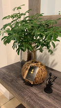 Load image into Gallery viewer, Schefflera Plant Kokedama