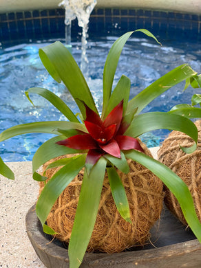 Bromeliad Mini Kokedama - color segun temporada