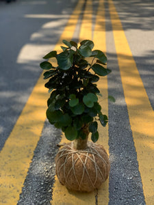 Aralia Fabian Stump Kokedama