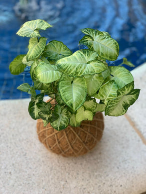 Syngonium Kokedama