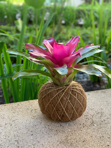 Bromelia Neoregelia Romance Kokedama