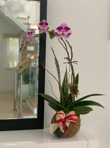 Single Orchids Kokedama