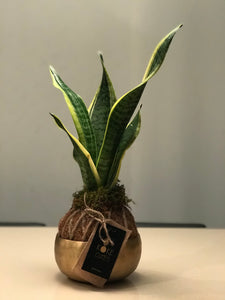 Snake Plant or Mother-in-Law's Tongue Kokedama