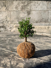 Load image into Gallery viewer, Jade, Dwarf  Kokedama (Portulacaria afra)