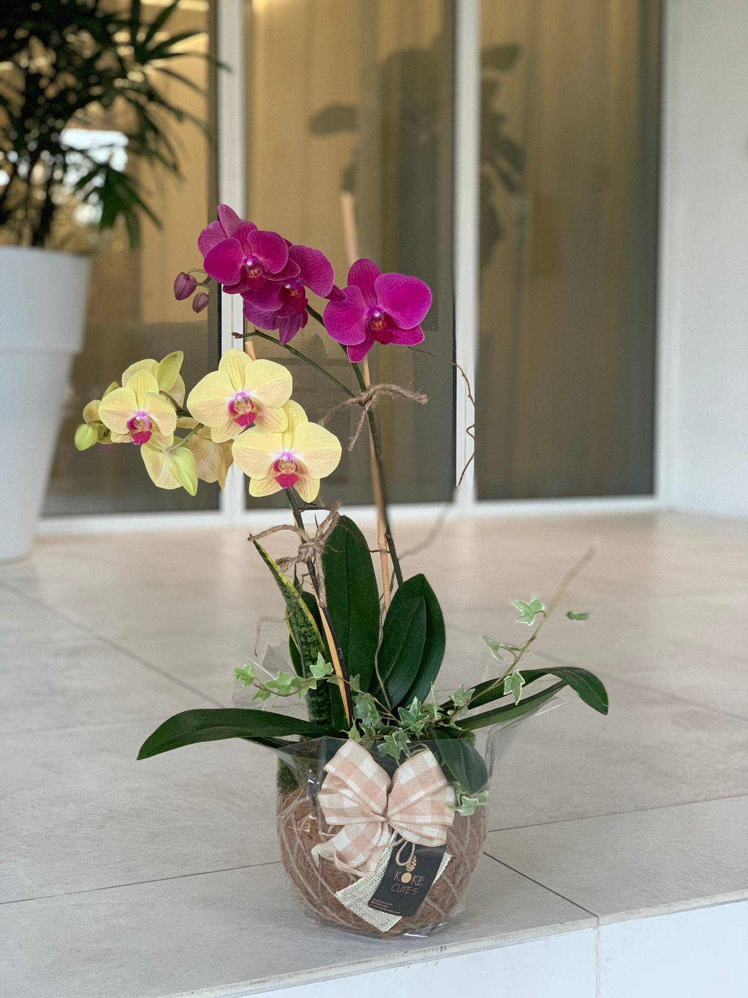 Pretty Pink Orchid Plant 2 stem in Rockville, MD | Koko Florist