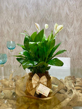 Load image into Gallery viewer, Peace Lily Plant Kokedama Spathiphyllum