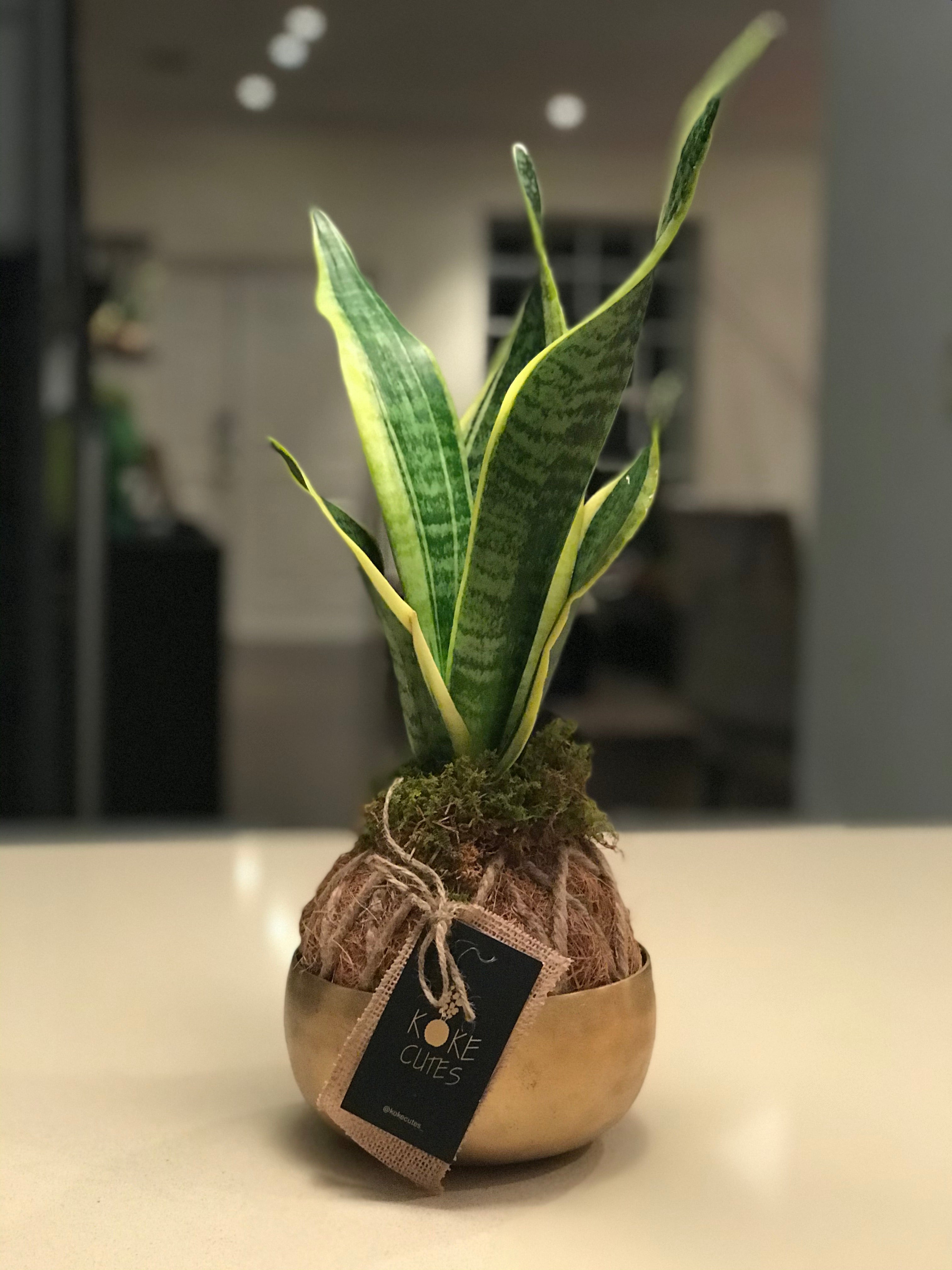 Snake Plant Sansevieria Kokedama hotsell