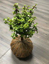 Load image into Gallery viewer, Jade, Dwarf  Kokedama (Portulacaria afra)