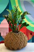 Load image into Gallery viewer, Zamioculcas, ZZ Kokedama