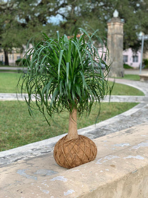 Ponytail Palm - Beaucarnea recurvata - Palma Botella Kokedama