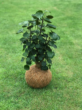 Load image into Gallery viewer, Aralia Fabian Stump Kokedama