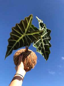 Alocasia Amazónica Polly, African Mask Kokedama