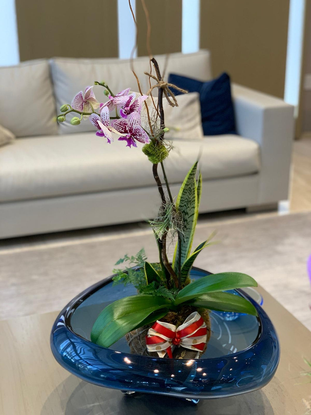 Single Orchids Kokedama