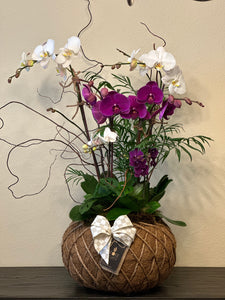 Orchids Crystal Kokedama