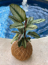 Load image into Gallery viewer, Calathea Majestica “White Star” Kokedama