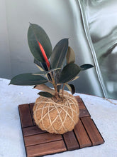 Load image into Gallery viewer, Rubber Tree Burgundy Kokedama / Ficus Elastica Kokedama