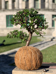 Jade, Dwarf  Kokedama (Portulacaria afra)