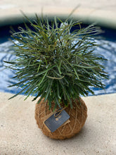 Load image into Gallery viewer, Aralia / False Aralia Kokedama