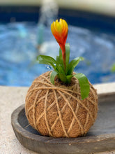 Load image into Gallery viewer, Bromeliad Mini Kokedama