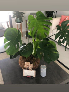 Monstera kokedama