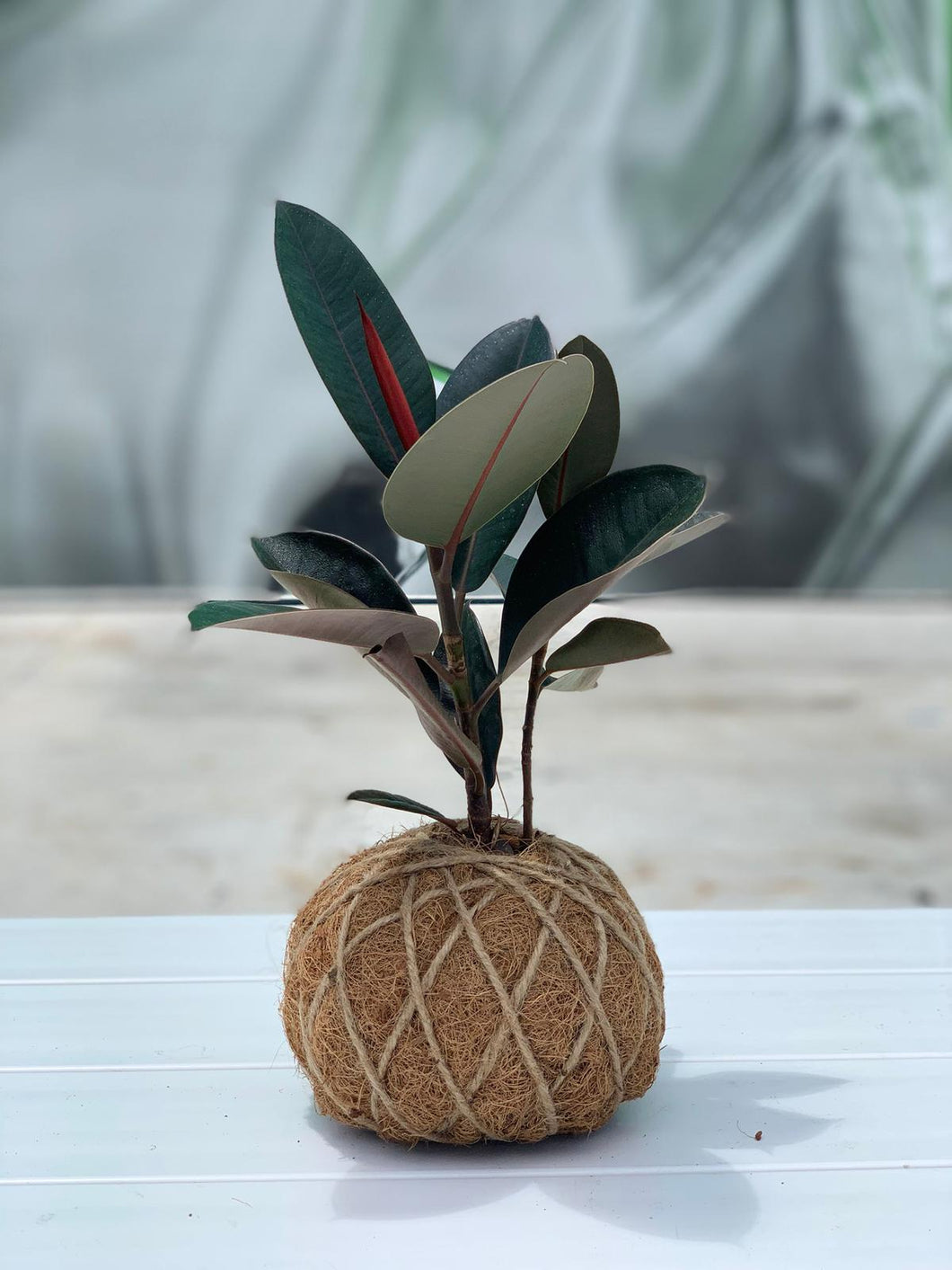 Rubber Tree Burgundy Kokedama / Ficus Elastica Kokedama