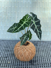 Load image into Gallery viewer, Alocasia Amazónica Polly, African Mask Kokedama