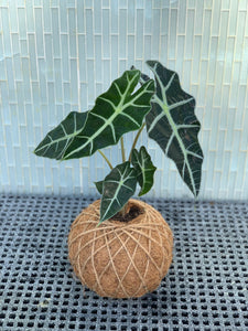 Alocasia Amazónica Polly, African Mask Kokedama