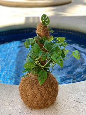 Swiss Cheese Monstera Kokedama