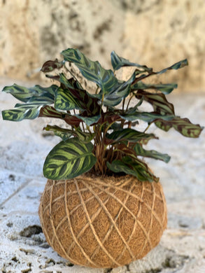 Calathea Makoyana or Peacock Kokedama