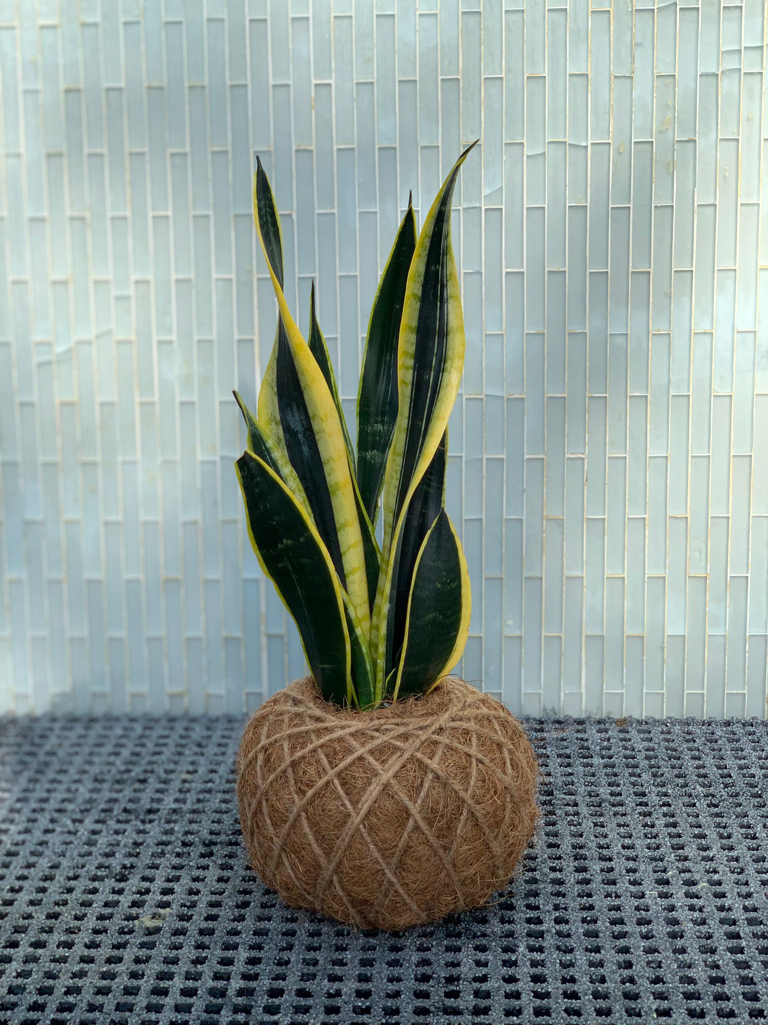 Sansevieria Kokedama