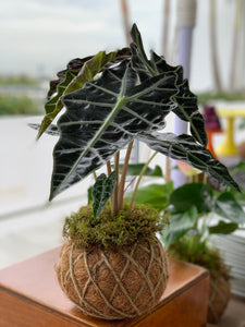 Alocasia Amazónica Polly, African Mask Kokedama