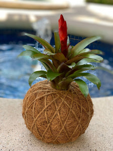 Bromeliad Kokedama